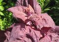 Rote Melde