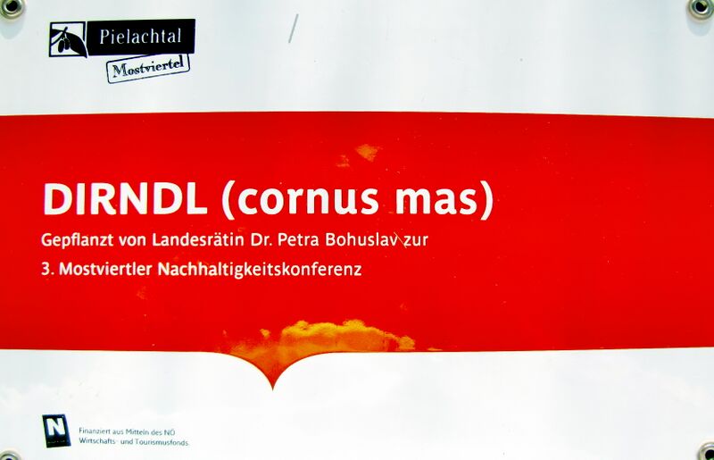 Datei:Schild NHAK 2011 Dirndlstaude.jpg