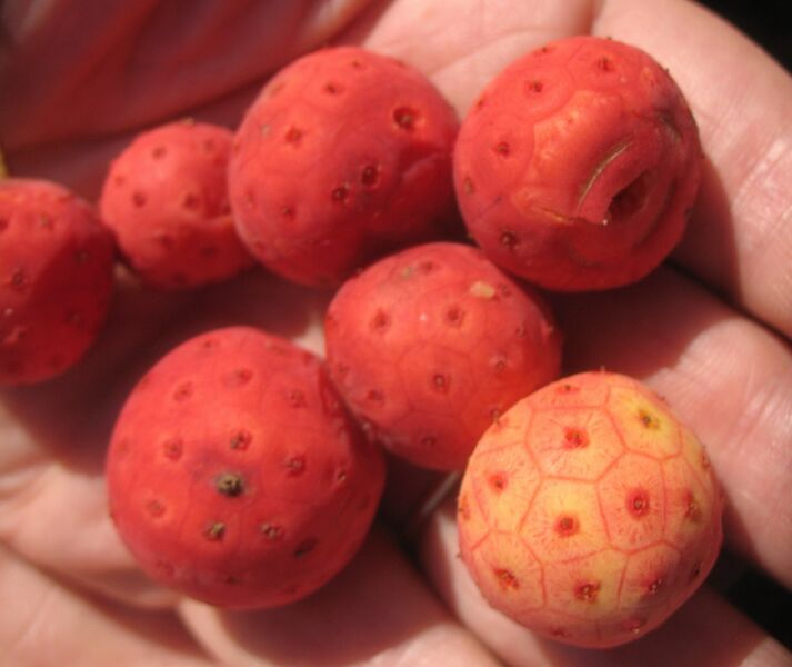 Datei:Cornus kousa Hand.jpg