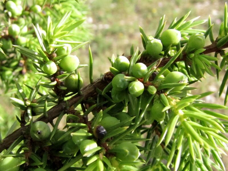 Datei:EST Wacholder grün.JPG