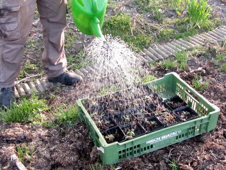 Giessen der Jungpflanzen