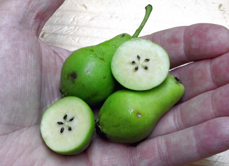 Datei:SG Nagawirtzbirnen Hand.jpg