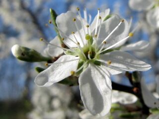 Wanderung zur Blütezeit