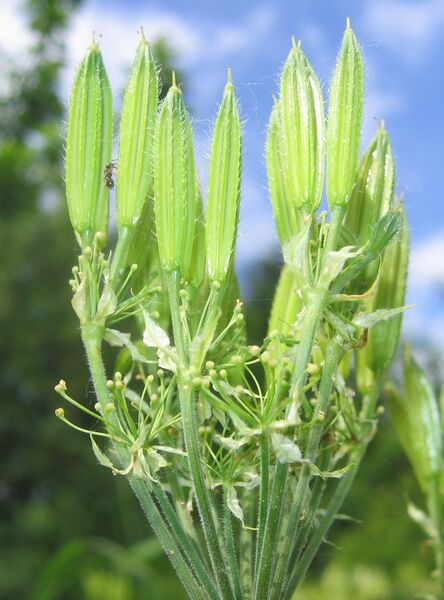 Datei:SG Süßdoldensamen .jpg