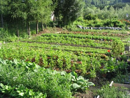 Produktionsgarten Gemüsegarten
