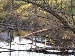 "Biberschlägerung" - Nähe der Teichbrücke