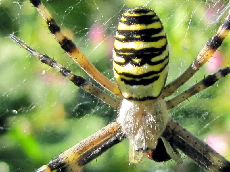 Datei:SG PG Wepenspinne Detail.JPG