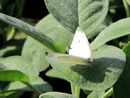 10 Sorten Salbei werden genutzt