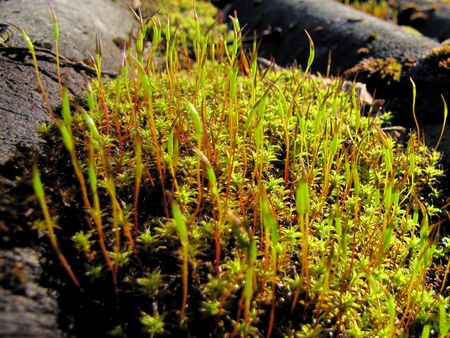 Moos auf Schuppendach