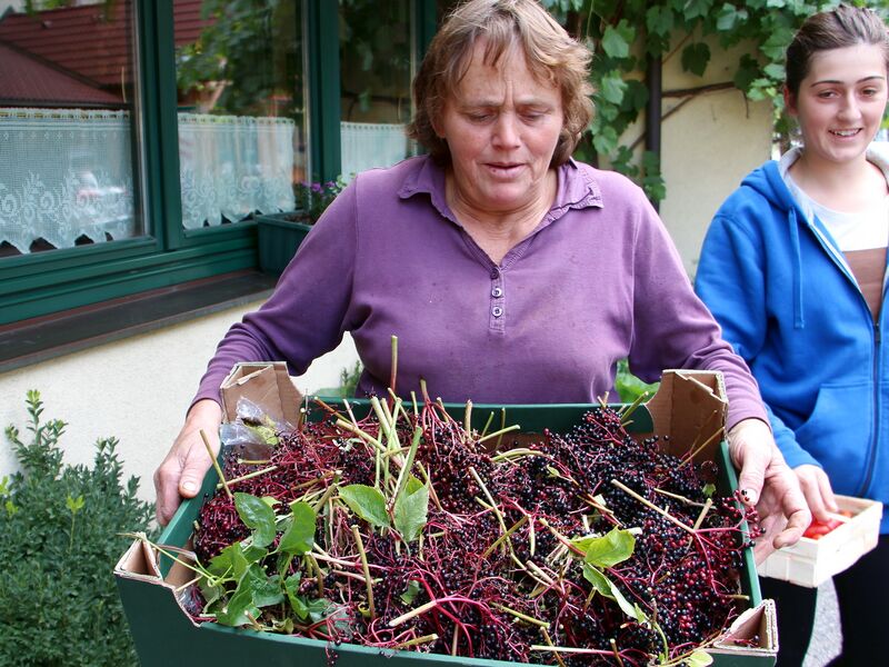 Datei:SG Frieda Holler.jpg