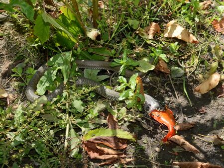 Natter frisst Goldfisch