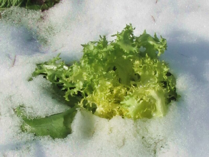 Datei:SG Endivie im Schnee.jpg