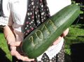 Zucchini 2011