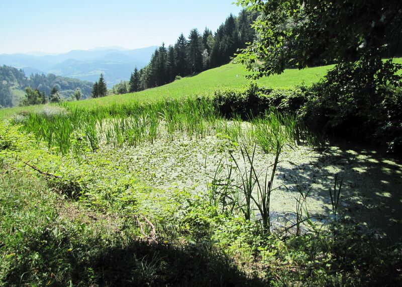 Datei:Träne - Sandler Kapelle.jpg