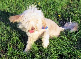 Paula im Almgras - Eisenstein