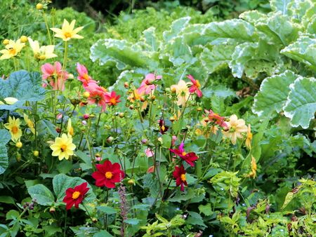 Dahlien und Kraut