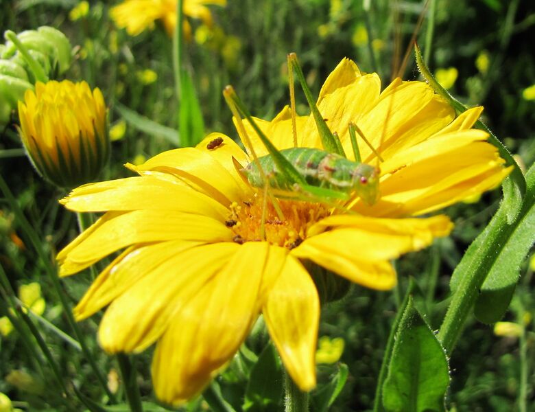 Datei:SG Heuschrecke2010.jpg