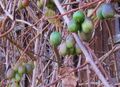 Kiwi vor Ernte