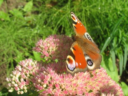 Schmetterling auf "Fetter Henne"
