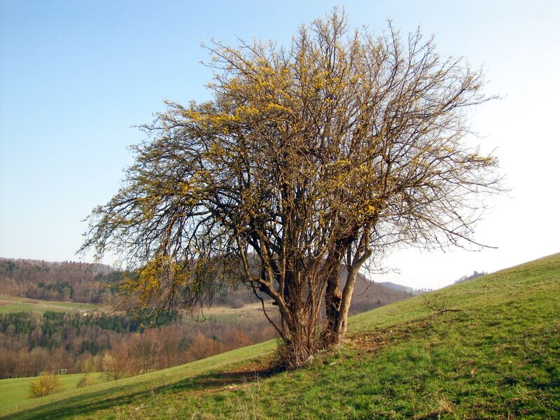Datei:Dreifaltigkeitsdirndl 2012 0325.jpg