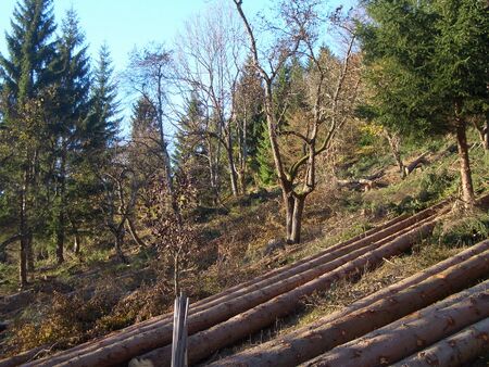 KL Freistellen Obstbäume SD - Nov 2009