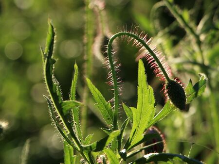 natürliche Schönheit: Mohnknospen