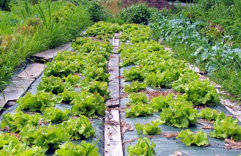 Datei:SG SalatproduktionPB.jpg