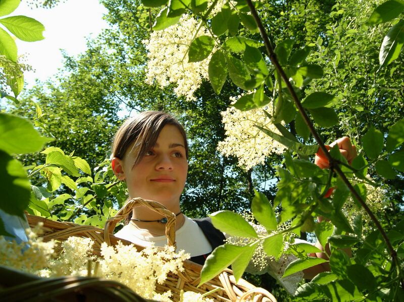 Datei:SH Cecila Holler brocken.jpg