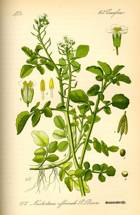Brunnenkresse (Nasturtium officinale)