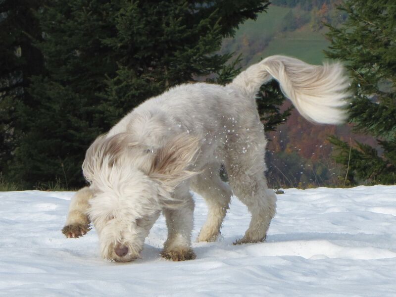 Datei:EST Schnee Paula.jpg