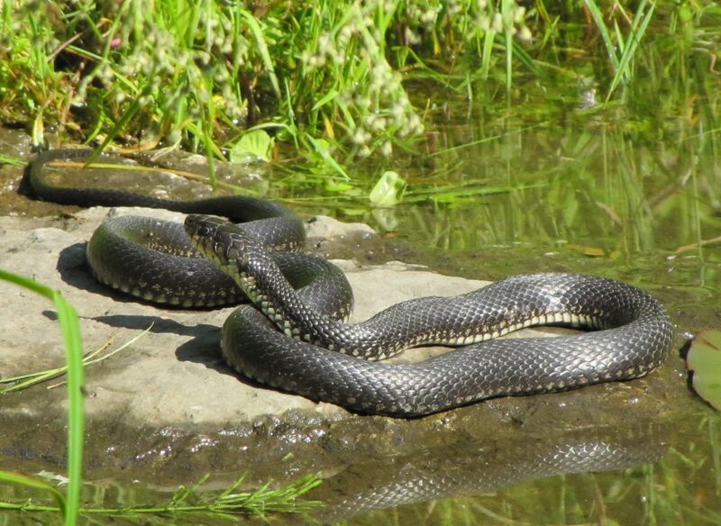 Datei:SG - Natter b Biotop.jpg