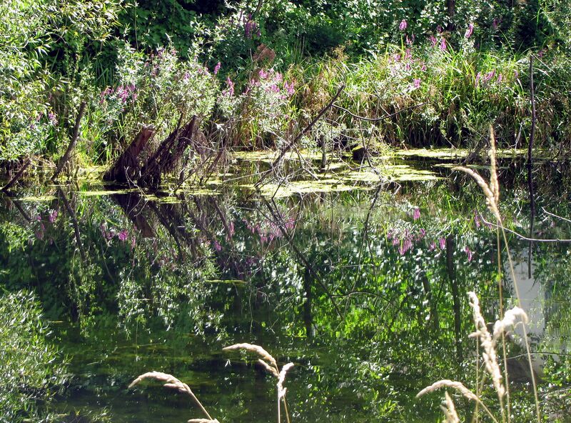 Datei:SG Teich beim Beundl.jpg