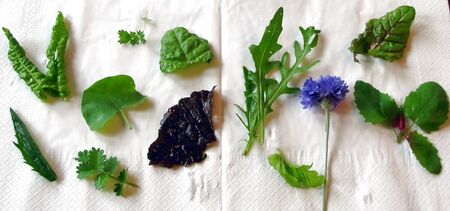 Wildkräuter in einem Dirndlsalat