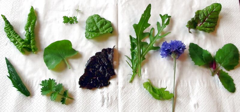 Datei:SG Wildkräuter für Salat.jpg