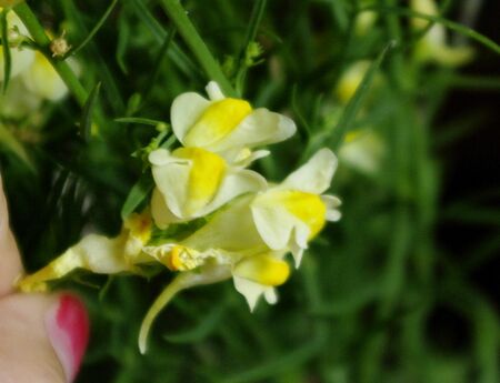 wildes Löwenmaulchen