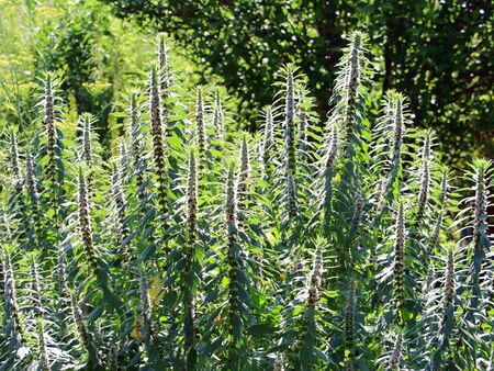 Herzgespannpracht - mächtiger Stock