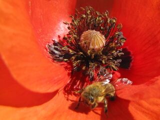 Mohn mit Biene