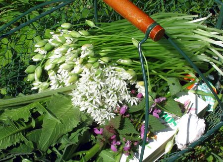 Wildkräuterkörberl- zeitiges Frühjahr