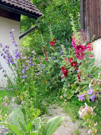 Blütenweg - Steinschaler Dörfl