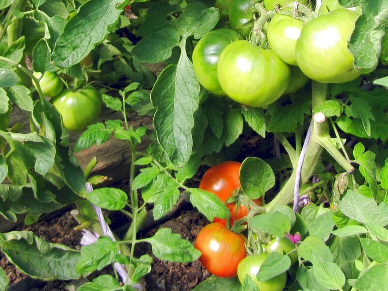 Datei:SG Paradeiser 2.jpg