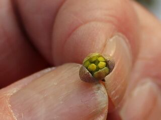 Größenvergleich Dirndlknospe - Hand