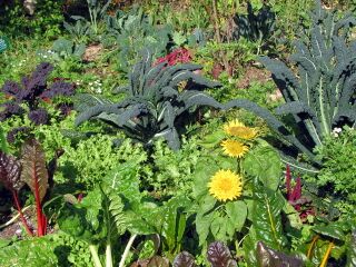von der Blüte bis zum Gemüse- Naturgarten