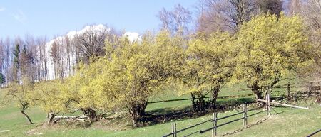 Dirndlzeiler (Regionalfrucht) zur Blüte