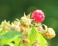 Himbeere