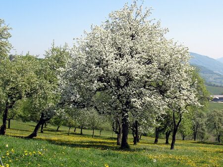 Mostbirnenblüte - die Blüten des Mostviertels - Laimboden