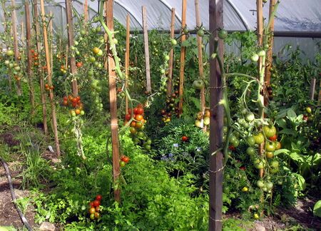 Paradeiser im Folientuennel