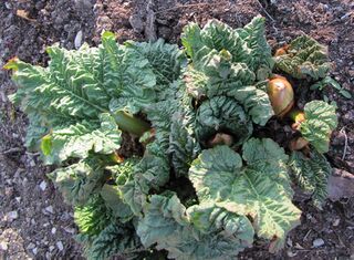 Junger Rhabarber - Ende März