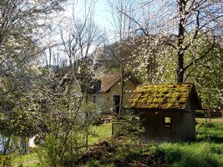 Frühlingsblüte der Bäume am Steinschaler Teich