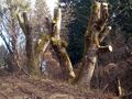 Schnoatbam Exkursionslandschaft im Steinschaler Dörfl