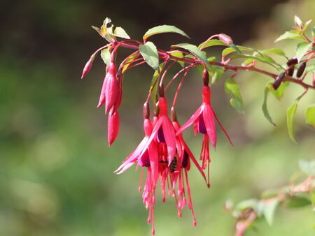 essbare Fuchsien-Blüten
